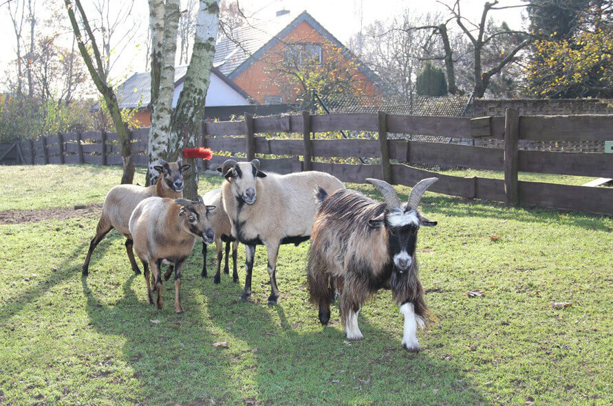 Ferienlager Beeskow - Freizeitspaß mit Tieren 2025 | JUGENDREISE.DE - Main photo